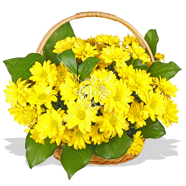 Лучезарная Аннэт – корзинка желтых хризантем Лучезарная Аннэт - корзинка желтых хризантем